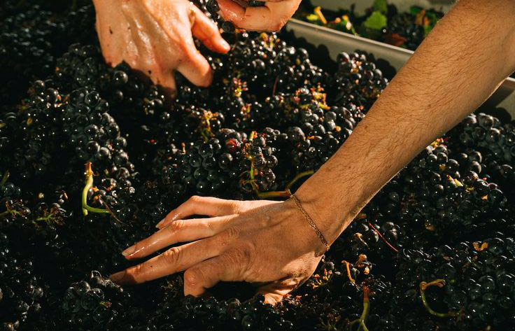 Conoce nuesros productores